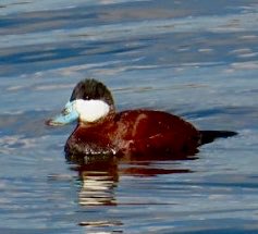 I saw 2 male Ruddy Ducks on the SW corner of JKO Reservoir today #birdcpp