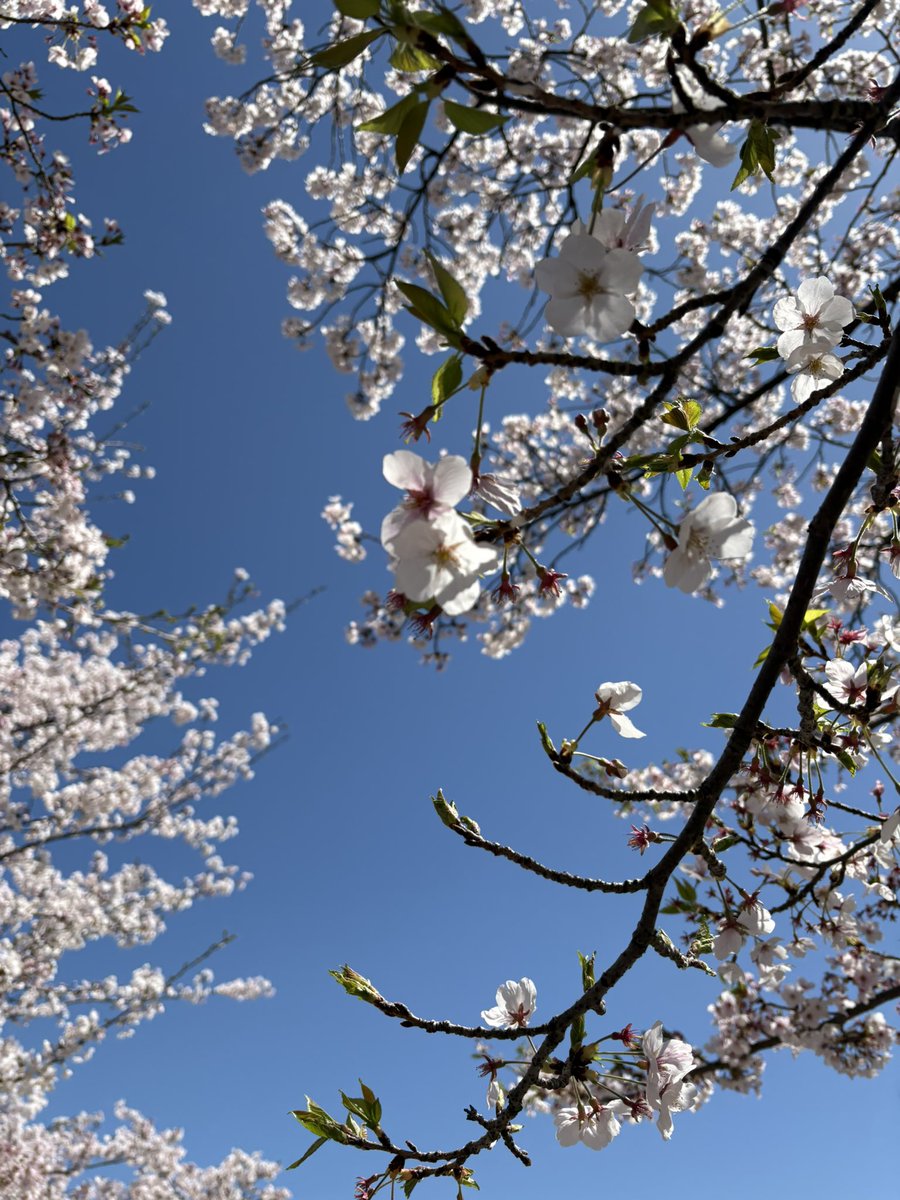 #イマソラ
#ラントレ
見上げれば青空と桜がいっぱい