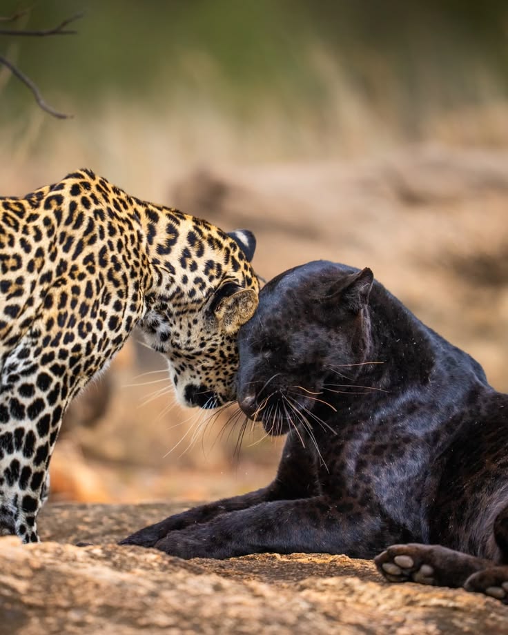 A N I M A L S tweet media