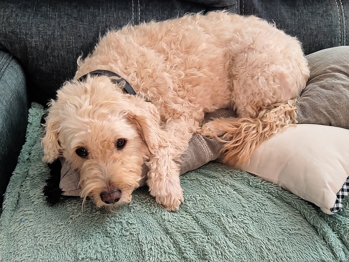 🍖Arie Bear🍖 tweet media