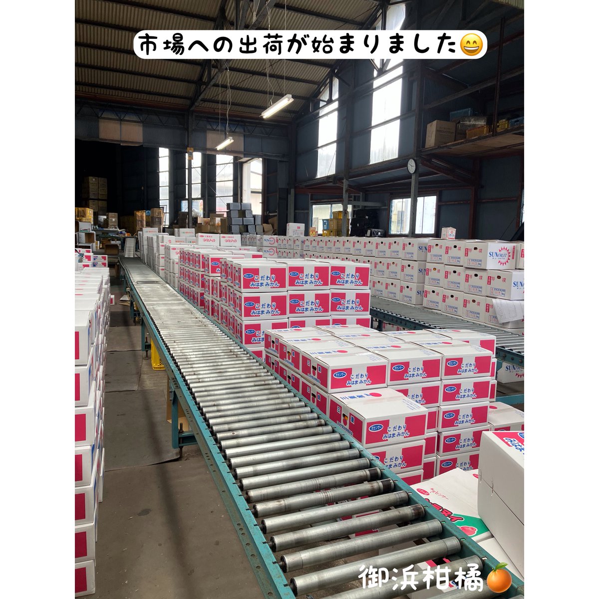 “こだわりみかん”の御浜柑橘 tweet media