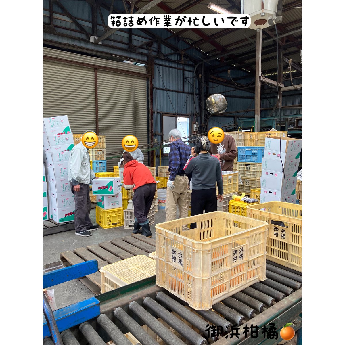 “こだわりみかん”の御浜柑橘 tweet media