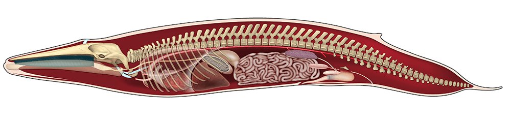 AquaticFlapper🍉🐟🦖🦜🧜🏼‍♀️🧜🏾‍♂️(Mermaid Arc) tweet media