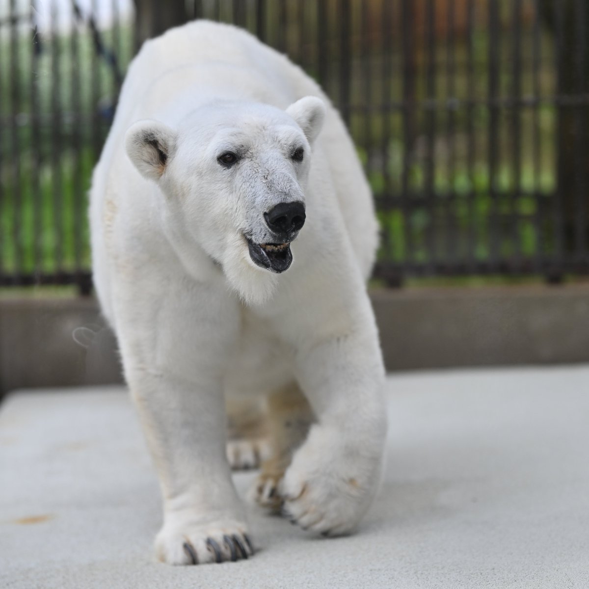 uber_tiger～トラネコとライオンネコ～ tweet media