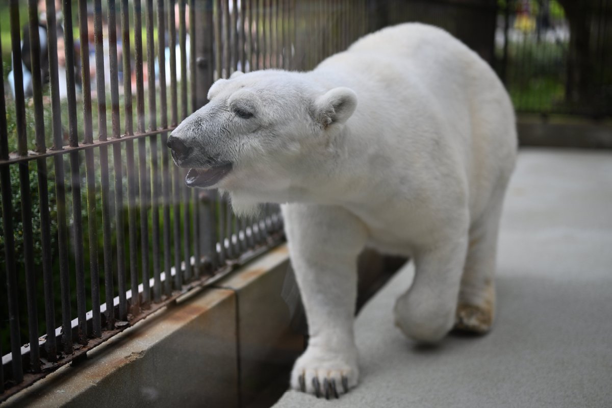 uber_tiger～トラネコとライオンネコ～ tweet media