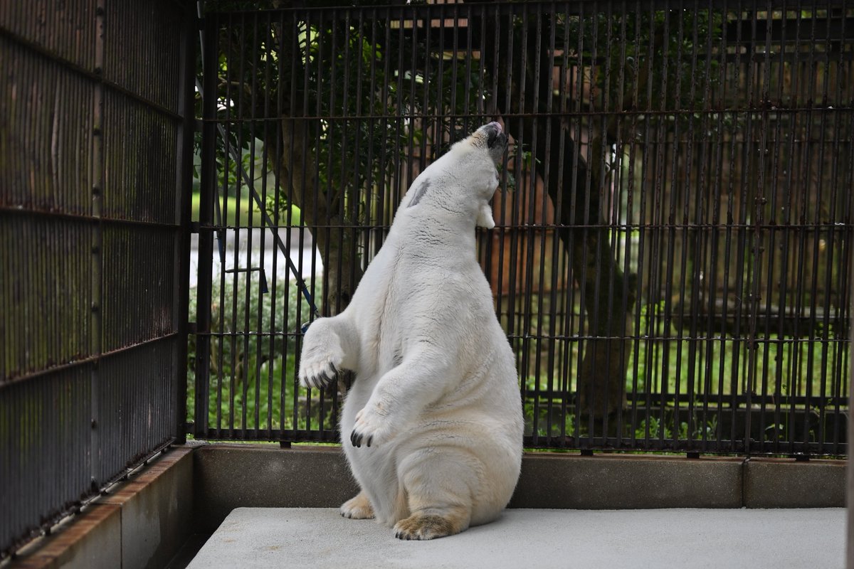 uber_tiger～トラネコとライオンネコ～ tweet media