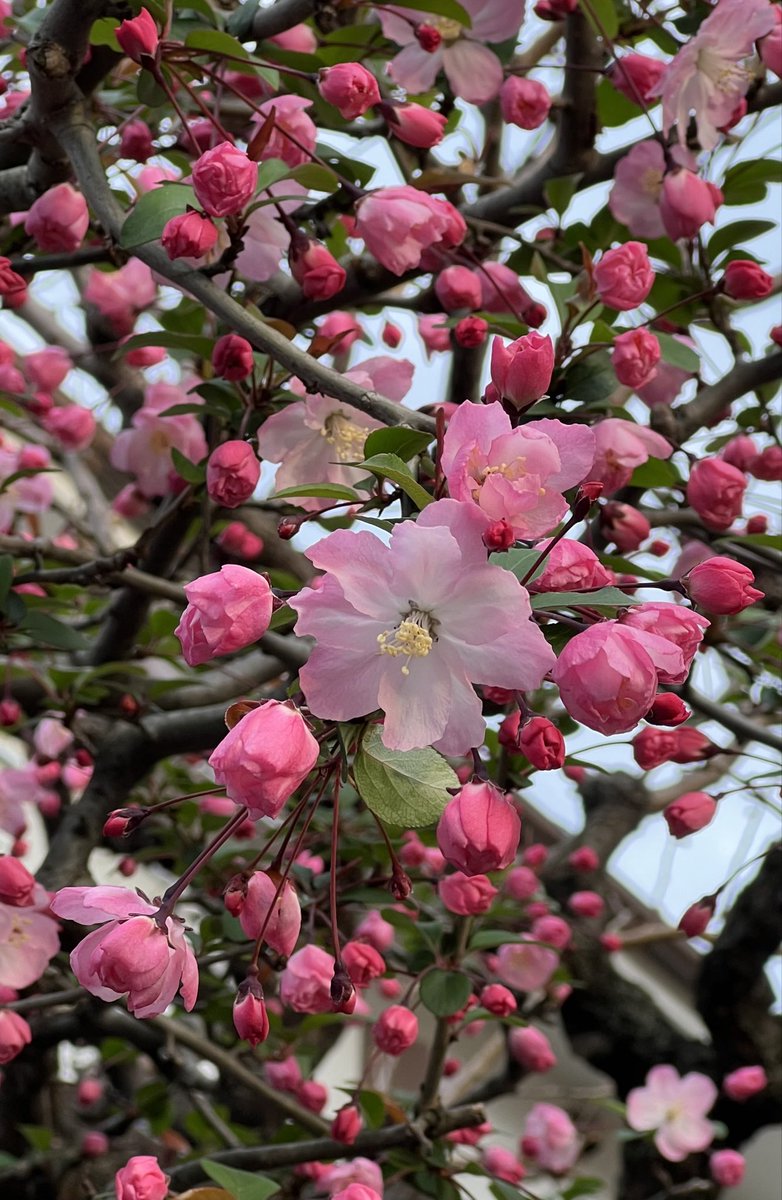 巖谷國士 tweet media