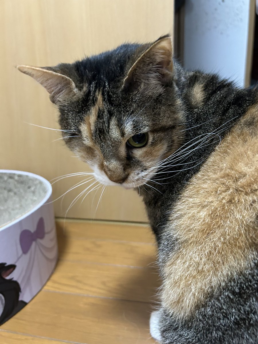 ゆこくま tweet media