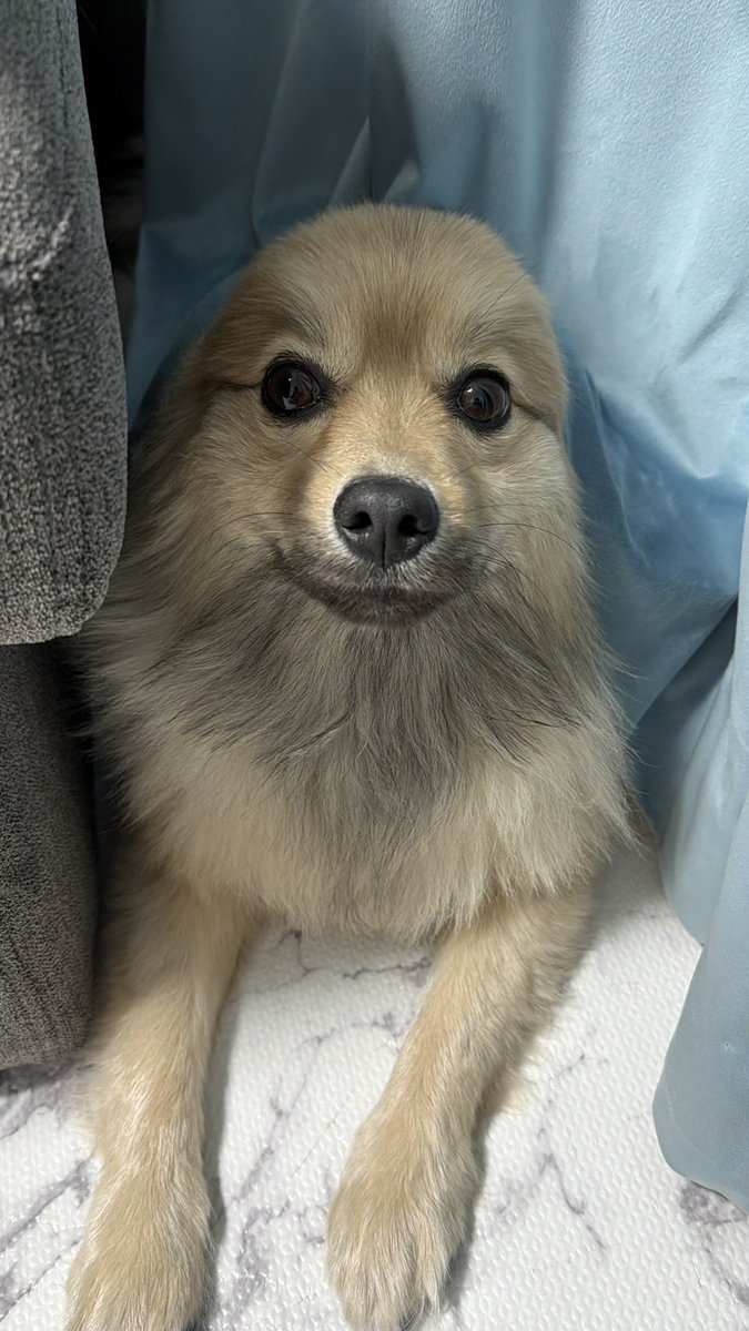 hellochiruchiru's tweet photo. どの子もするんだ😹😹🤎
リルくんは毎日やってる笑 https://t.co/TfPm61x9jh