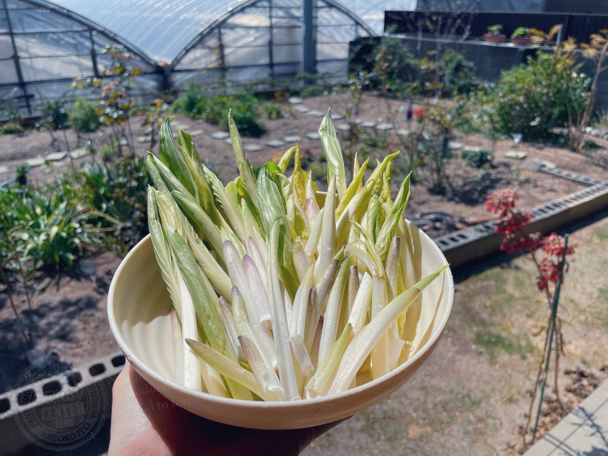 お出かけむぅちゃん☀️文鳥 tweet media