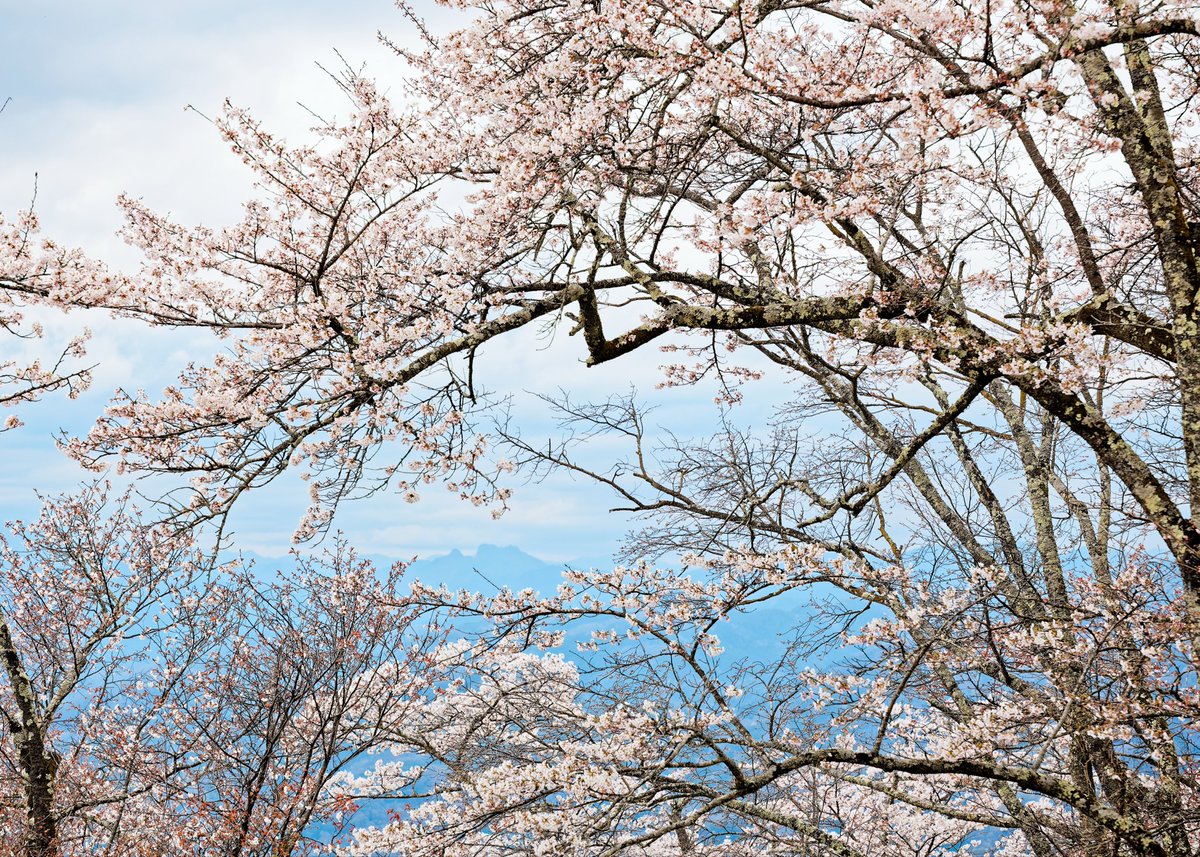 秩父に桜を見に行ってきました。
あいにくの曇りでしたが、その代わりコントラストの淡い柔らかな写真が撮れました。