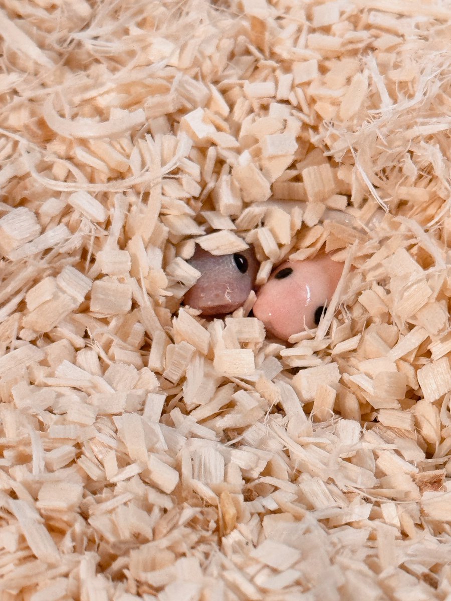 식자재마트 tweet media