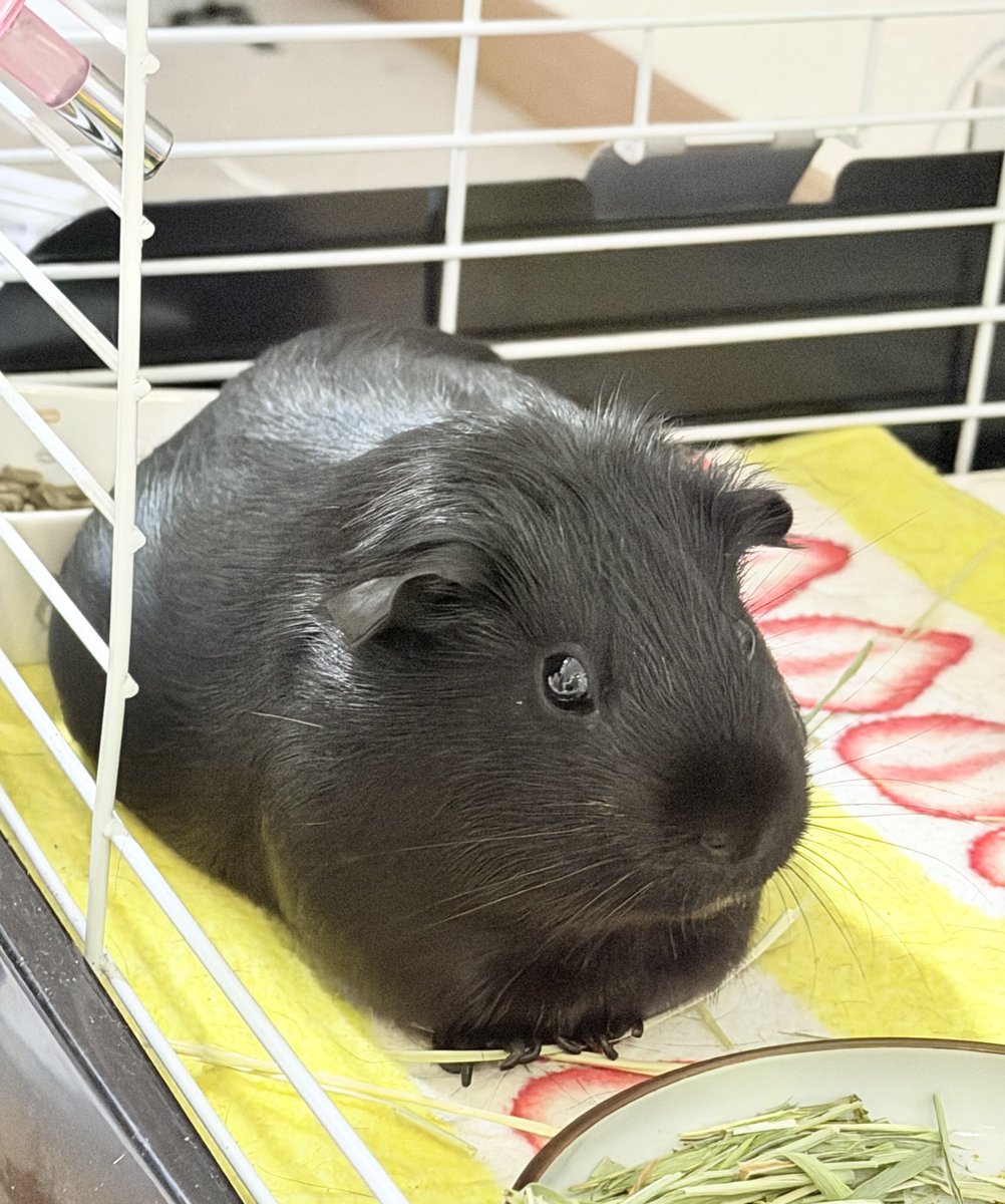 あなごのあね tweet media