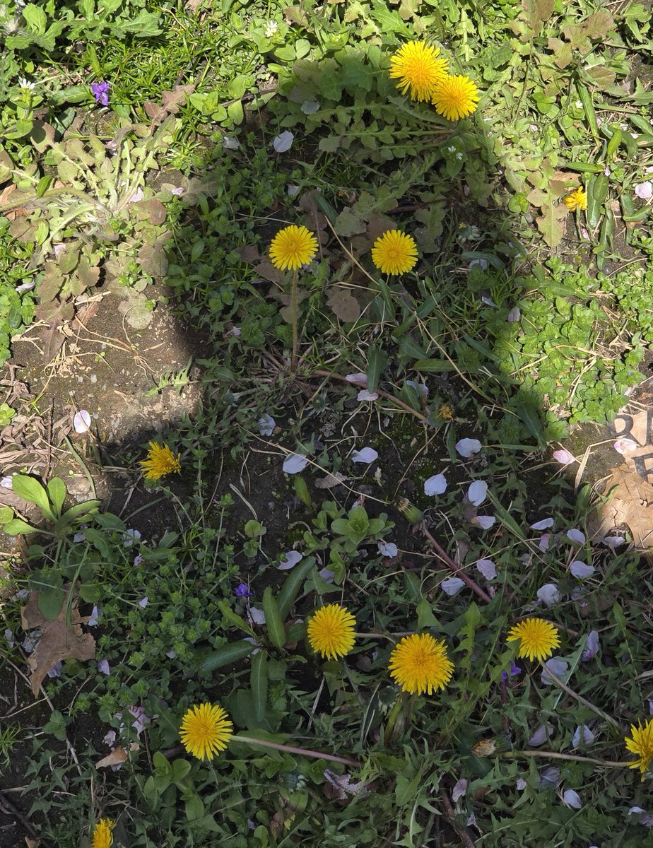 국립세종수목원 처돌이🕯 tweet media