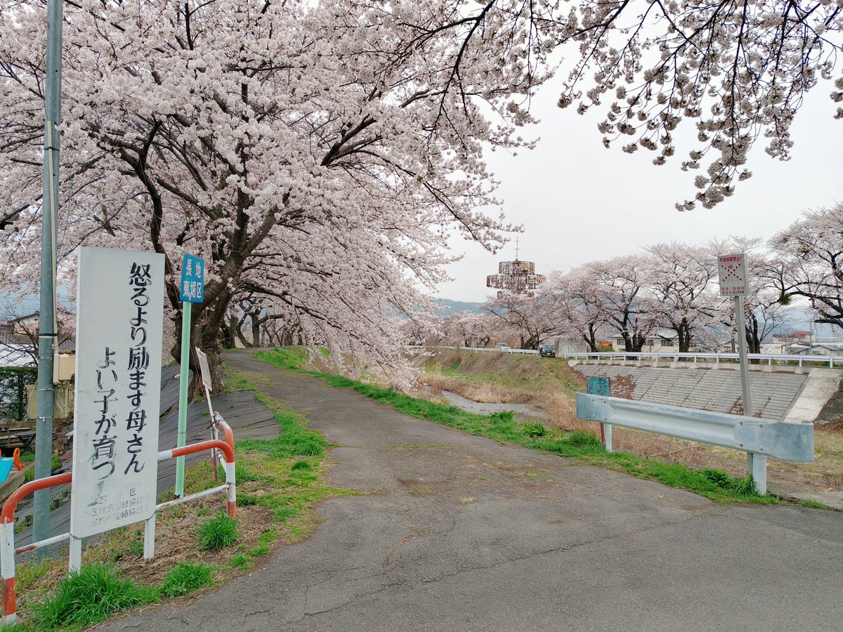 岡谷市　横河川の桜
現在の開花の様子

#桜
#怪物
#ロケ地