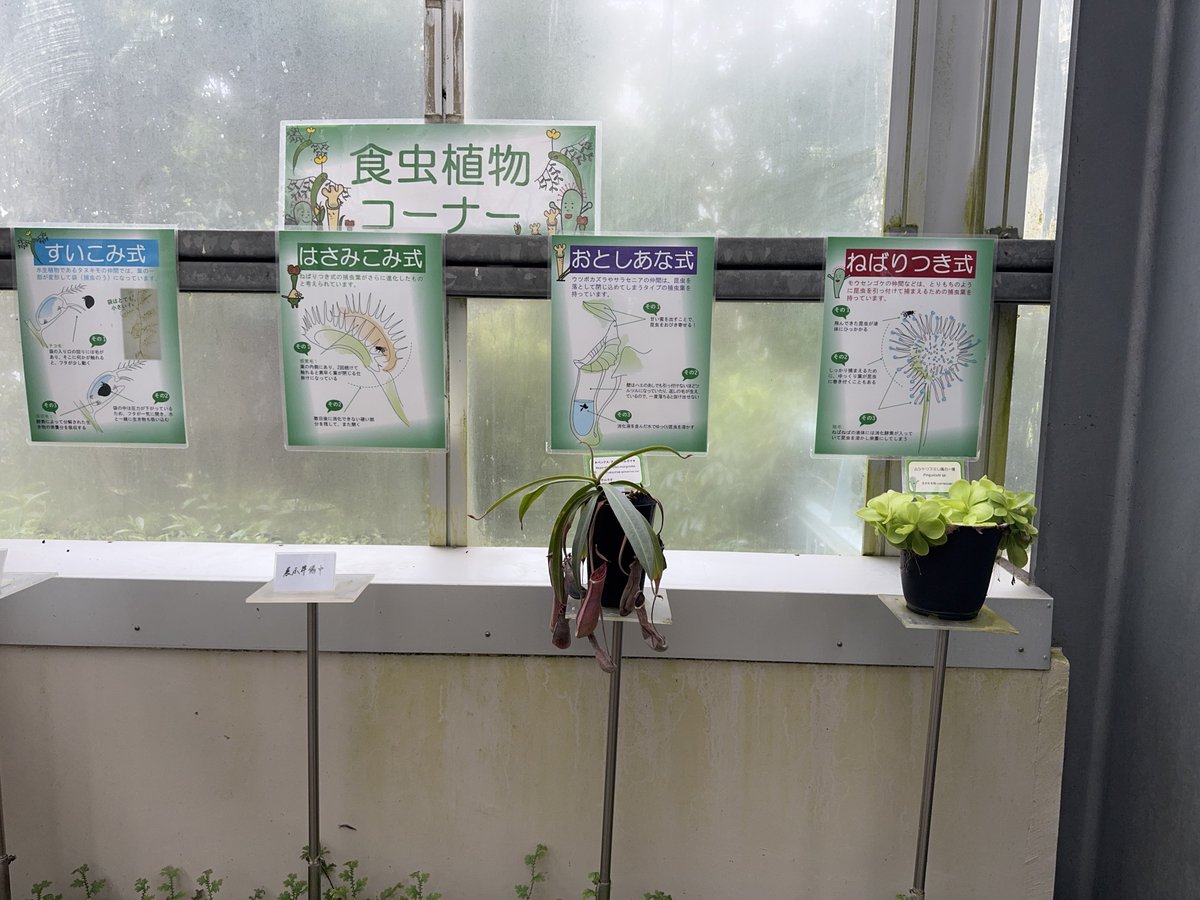 Helikko🫶4/18-19 モロプラ エコールいずみ、4/25-26 パルコレ Link近大前 tweet media