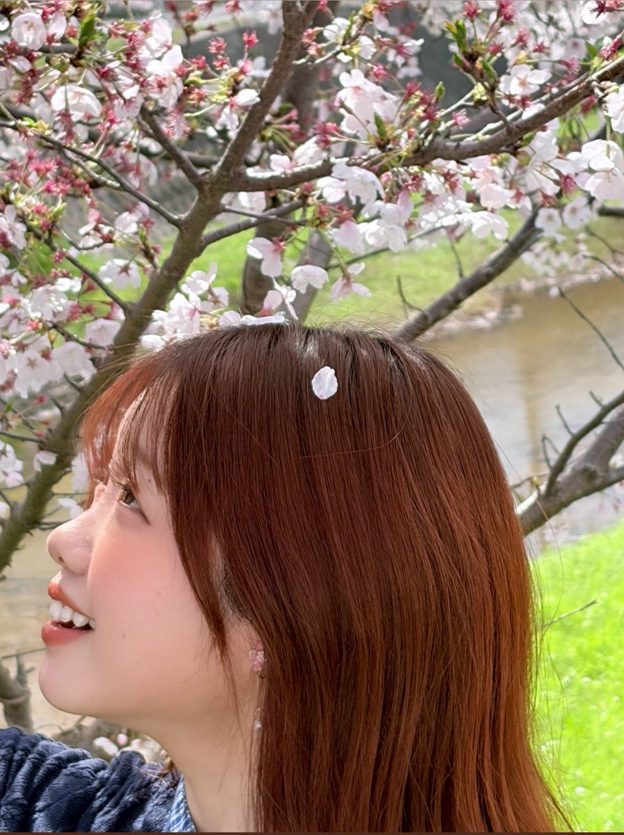 #桜 まだ散らないでね

 #島根 #松江