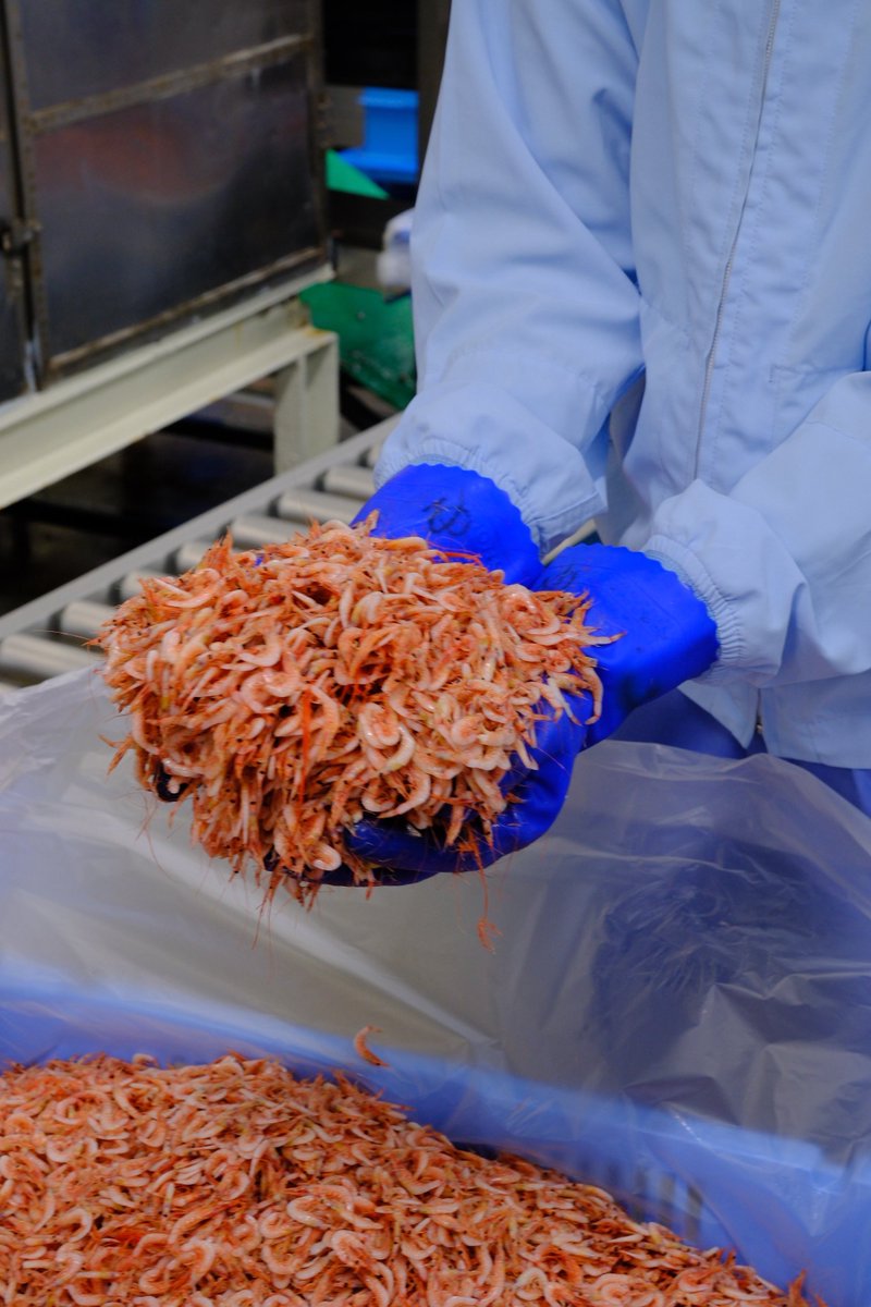 静岡ヤママル🦐🐟 tweet media