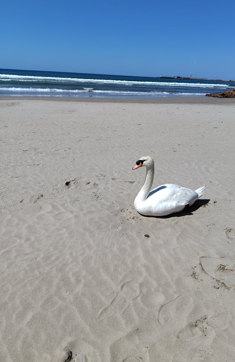 かしわ餅👑 tweet media