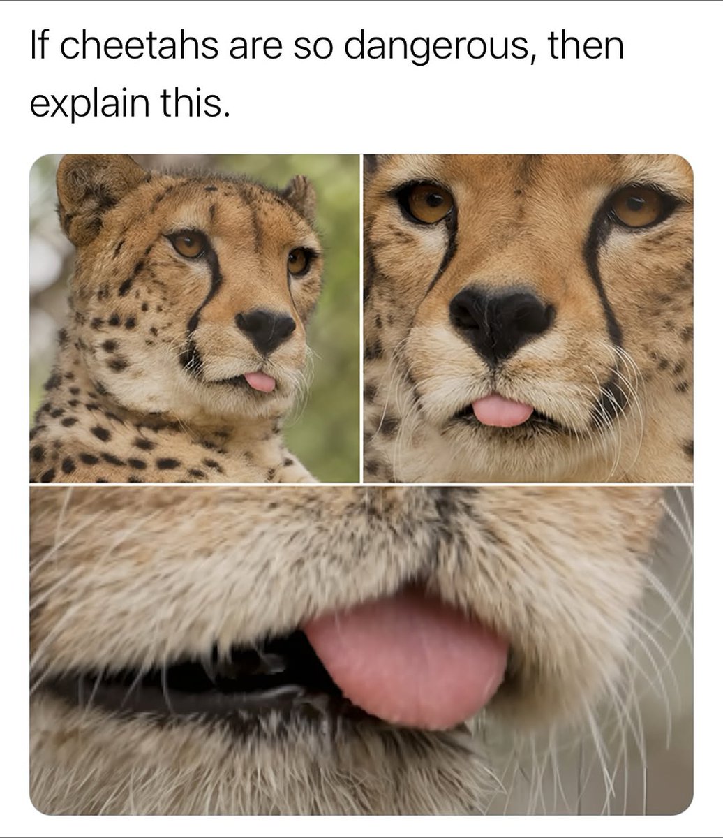 smol silly cat (@catsillyness) on Twitter photo 