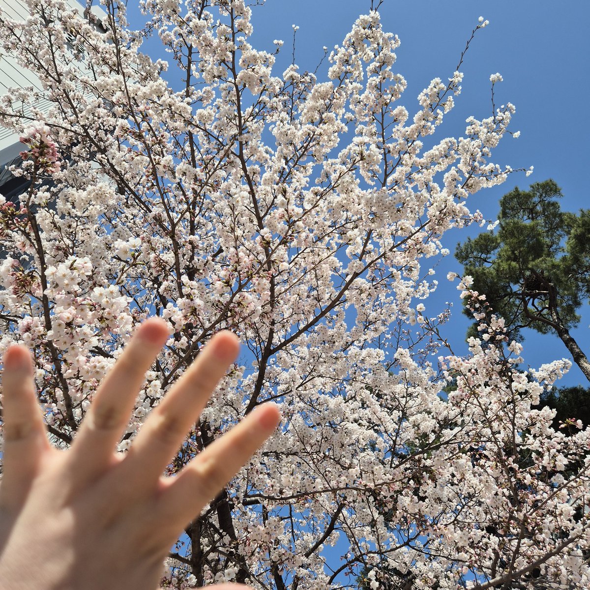 캬라메 아또 🐹☕️ tweet media