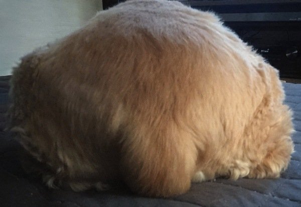 おりぴ@アメコカ🐶かいぬし tweet media