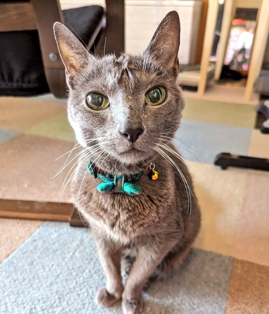 Handrailcat Satchang（さちこ） tweet media