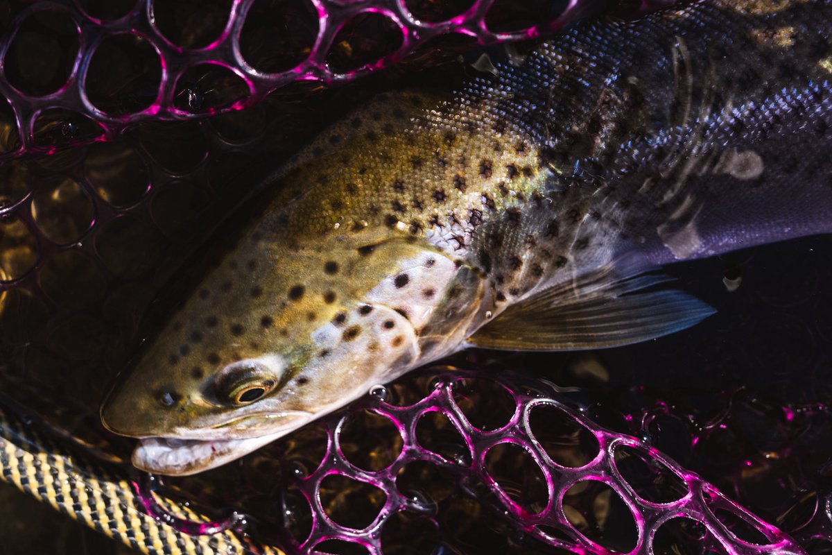 Koh nabe tweet media