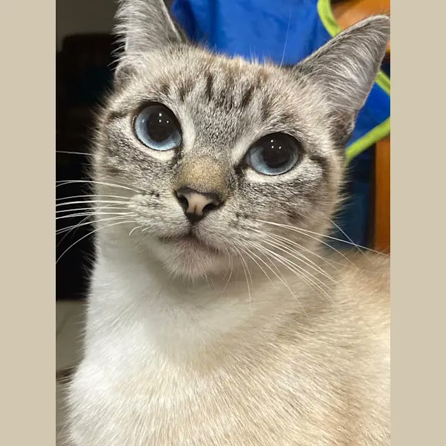 OMK Rescue tweet media