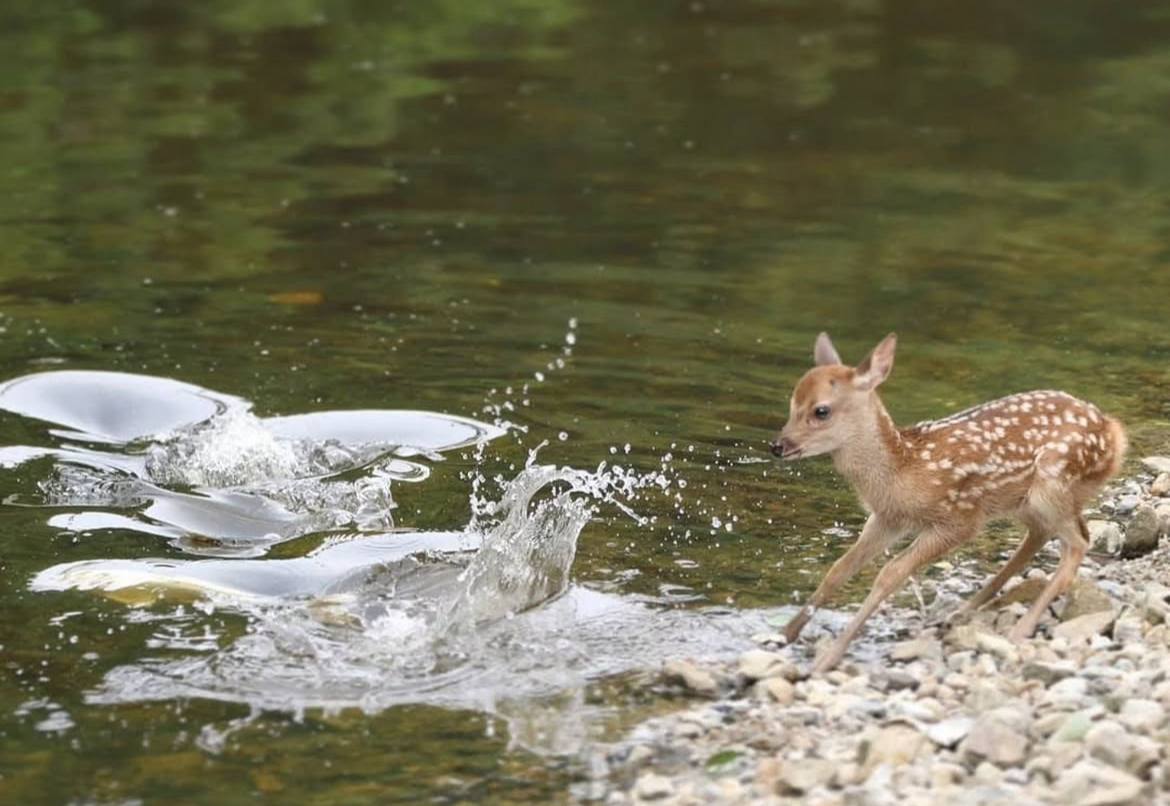 Deerposts tweet media