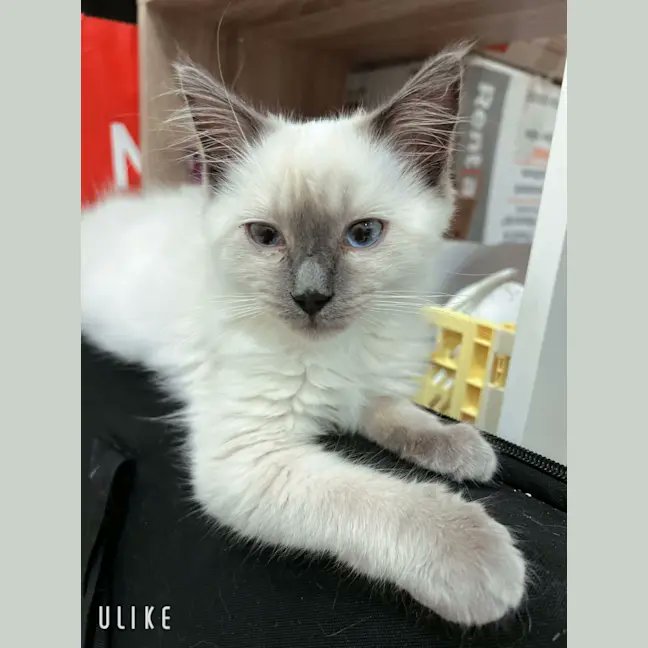 OMK Rescue tweet media