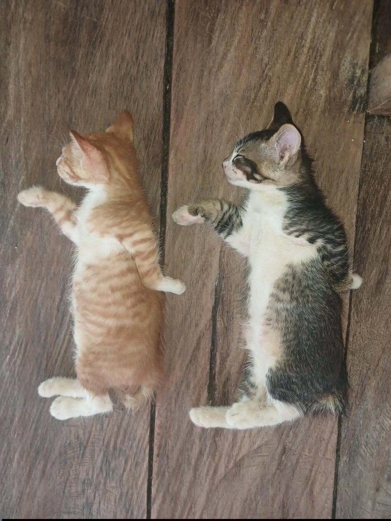 No Cats No Life tweet media