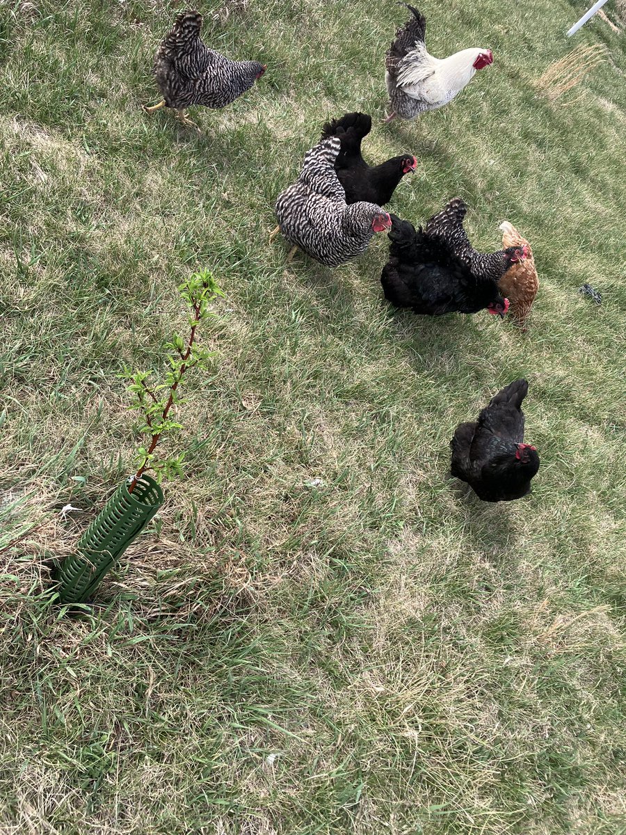 Gengarnet - 🐇we do a bit of trolling🐇 tweet media