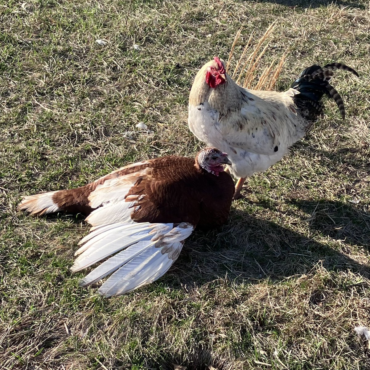 Gengarnet - 🐇we do a bit of trolling🐇 tweet media