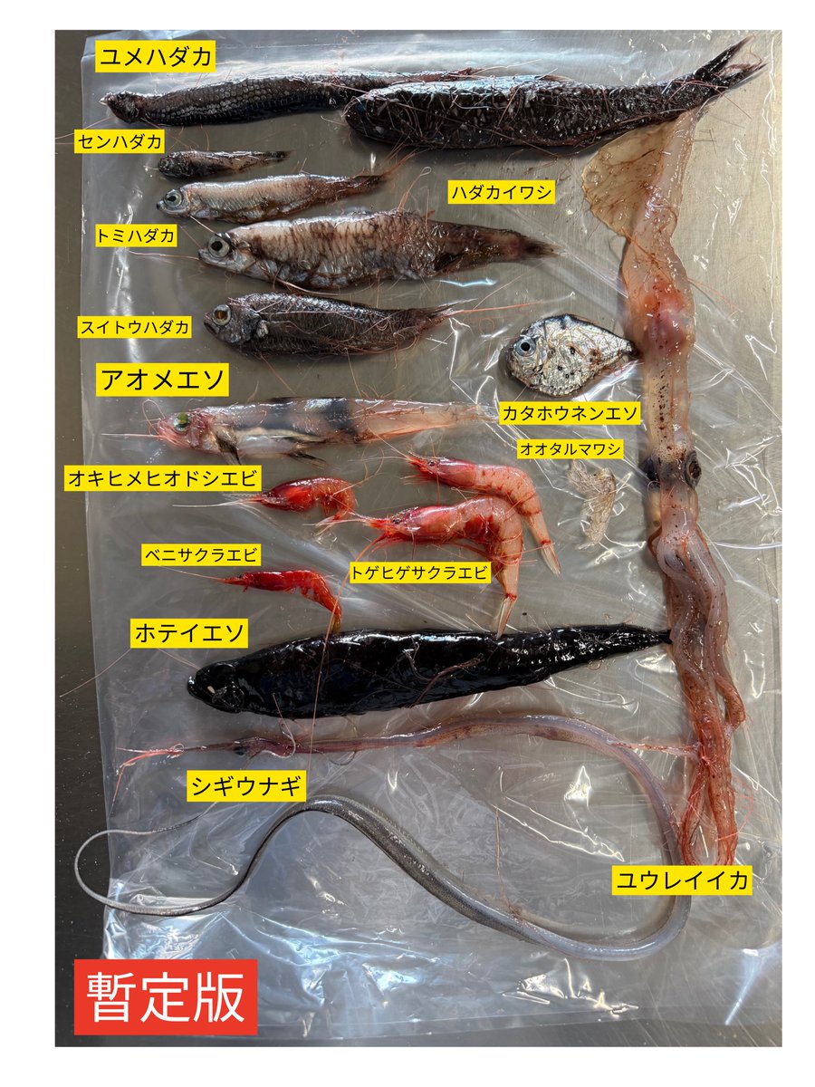 静岡ヤママル🦐🐟 tweet media