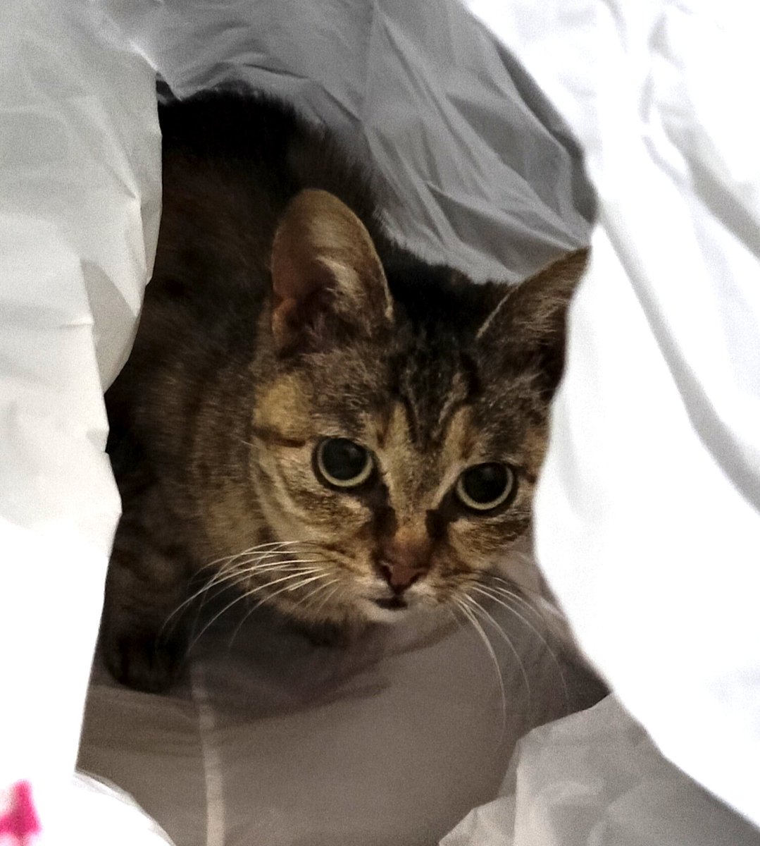 #保護猫
命名:あなたの名前は「さくら」ちゃんです😊