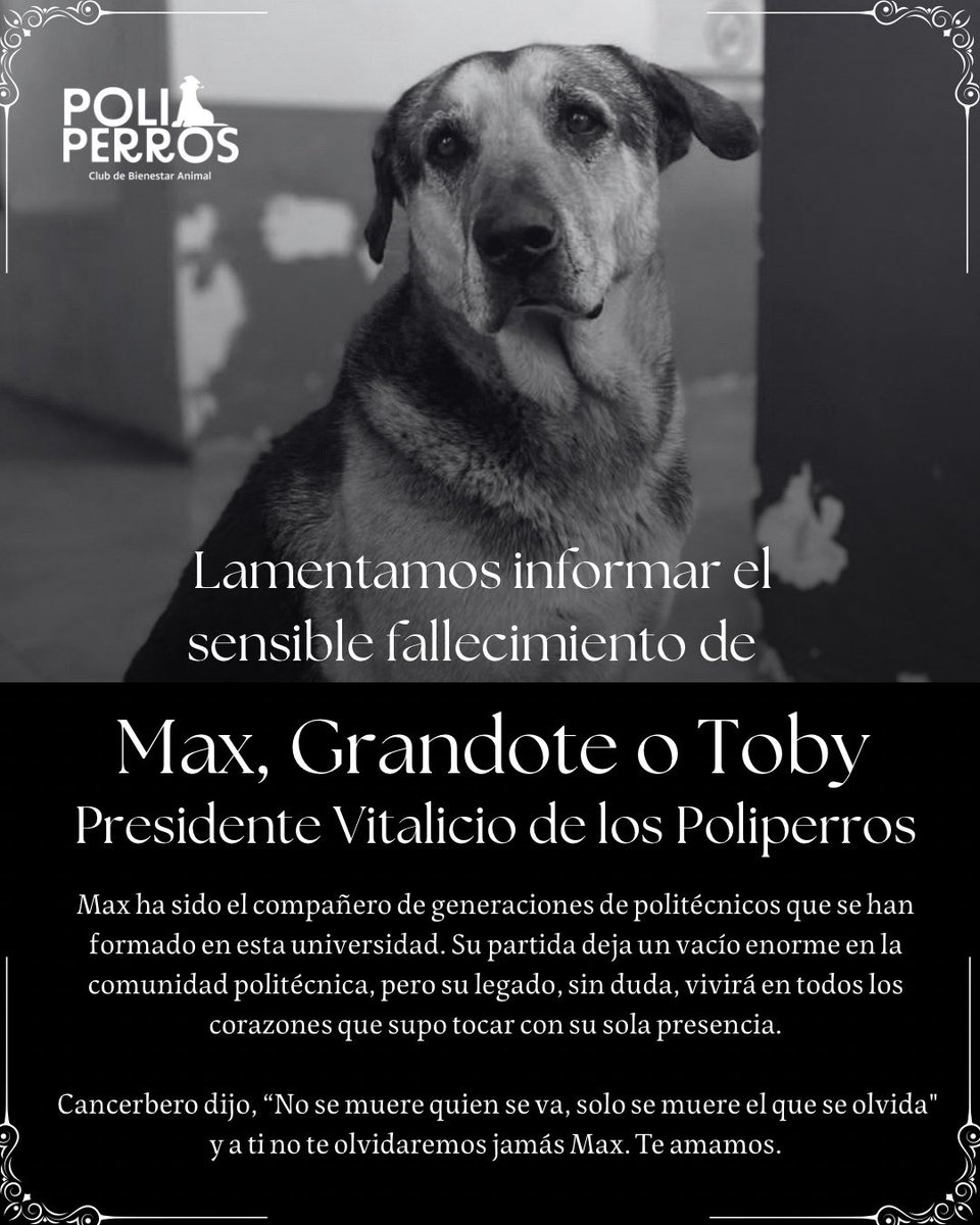 Poliperros tweet media