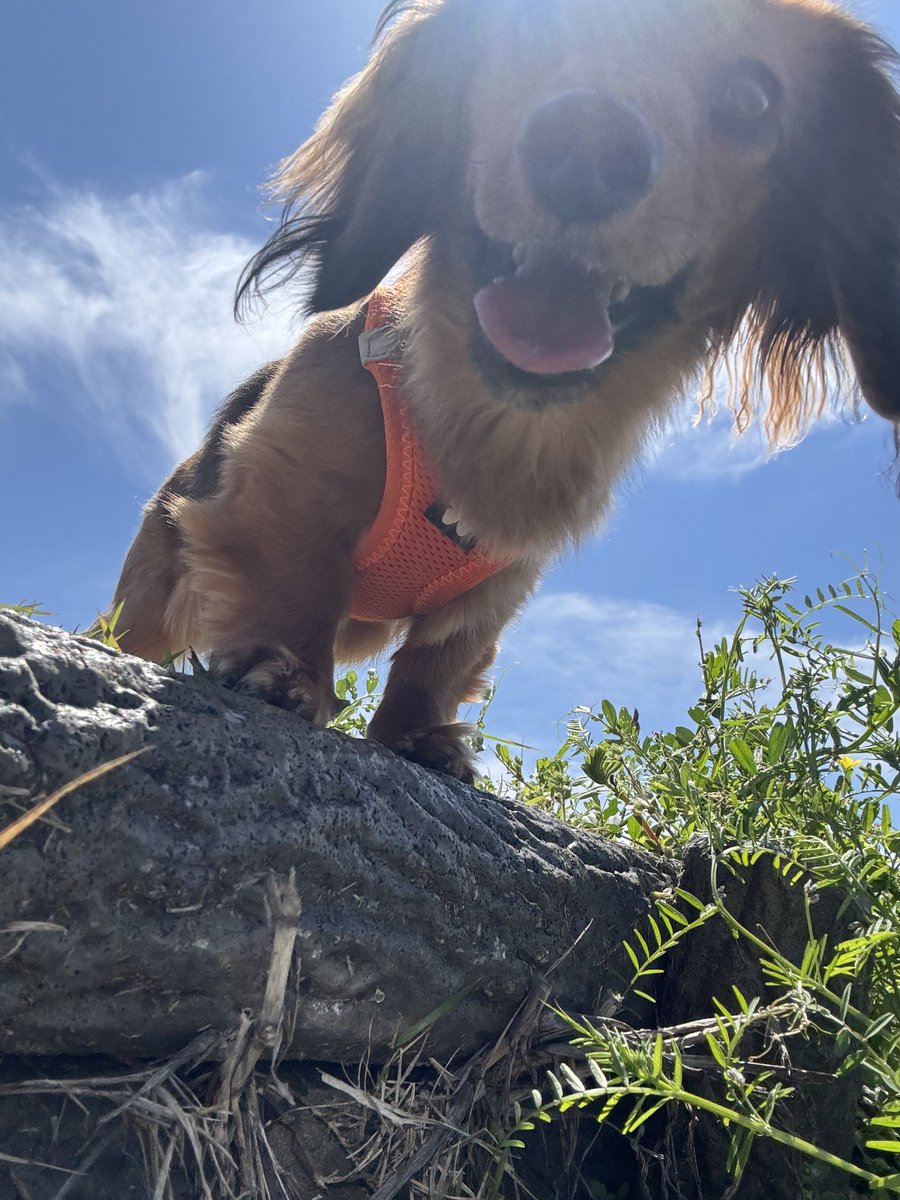 ちわわの新八とダックス女子リリー tweet media