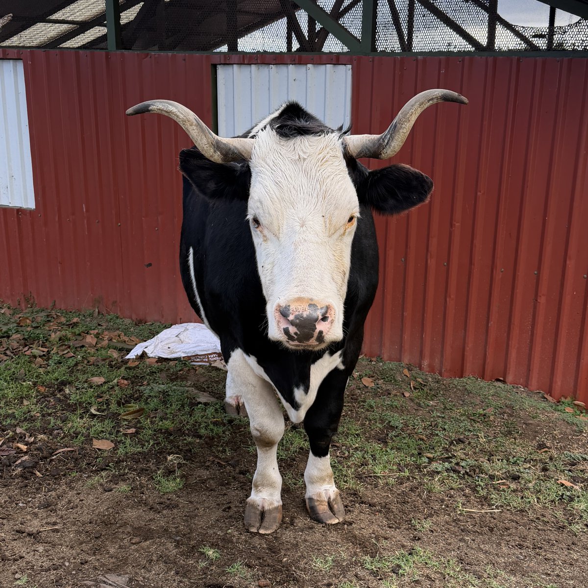 jonathangood's tweet photo. Cows have an inexplicable ability to make you smile. They're out here living their best life, eating grass, chewing cud, and judging you with those soulful eyes. Honestly, if we could all be half as chill as a cow, the world would be a better place. 🐄 https://t.co/WkiMpTzzyn