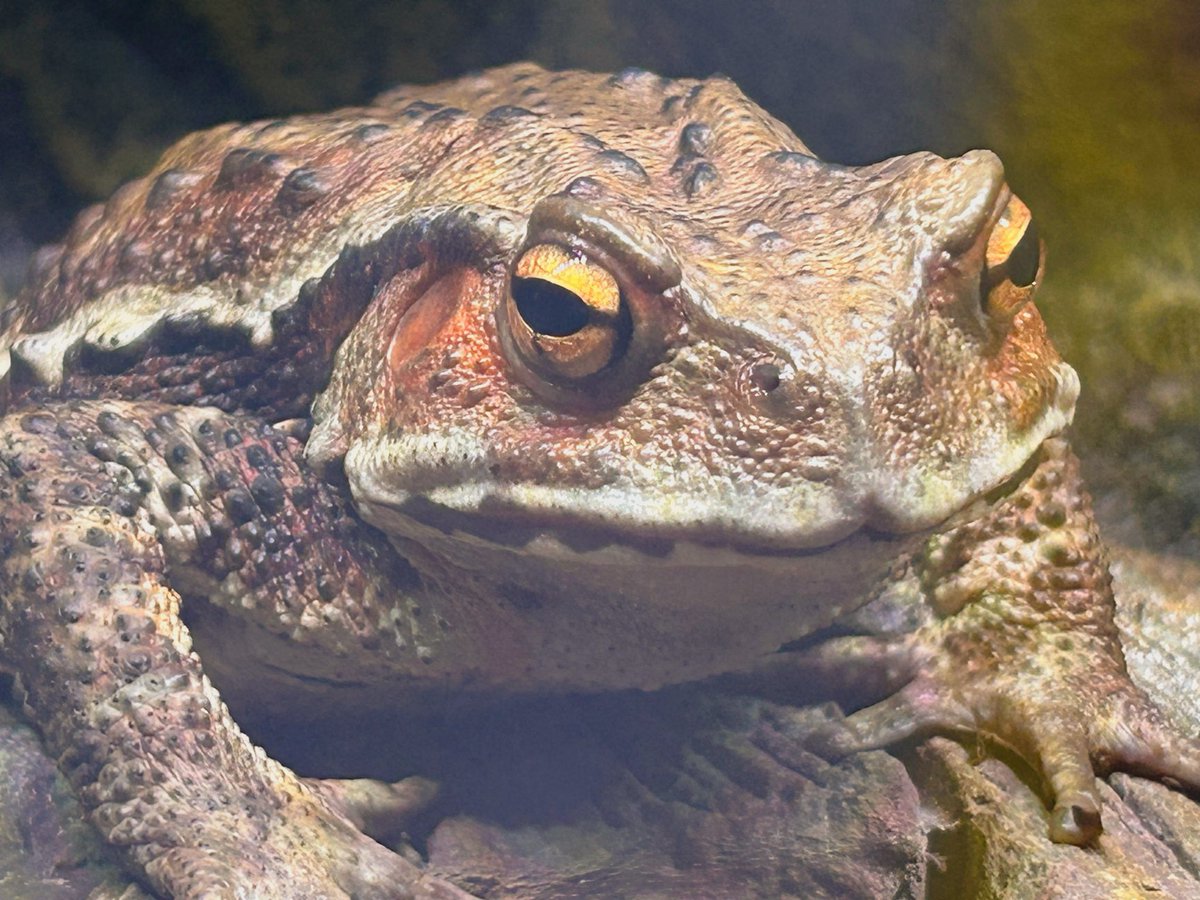 Hikiガラナ tweet media