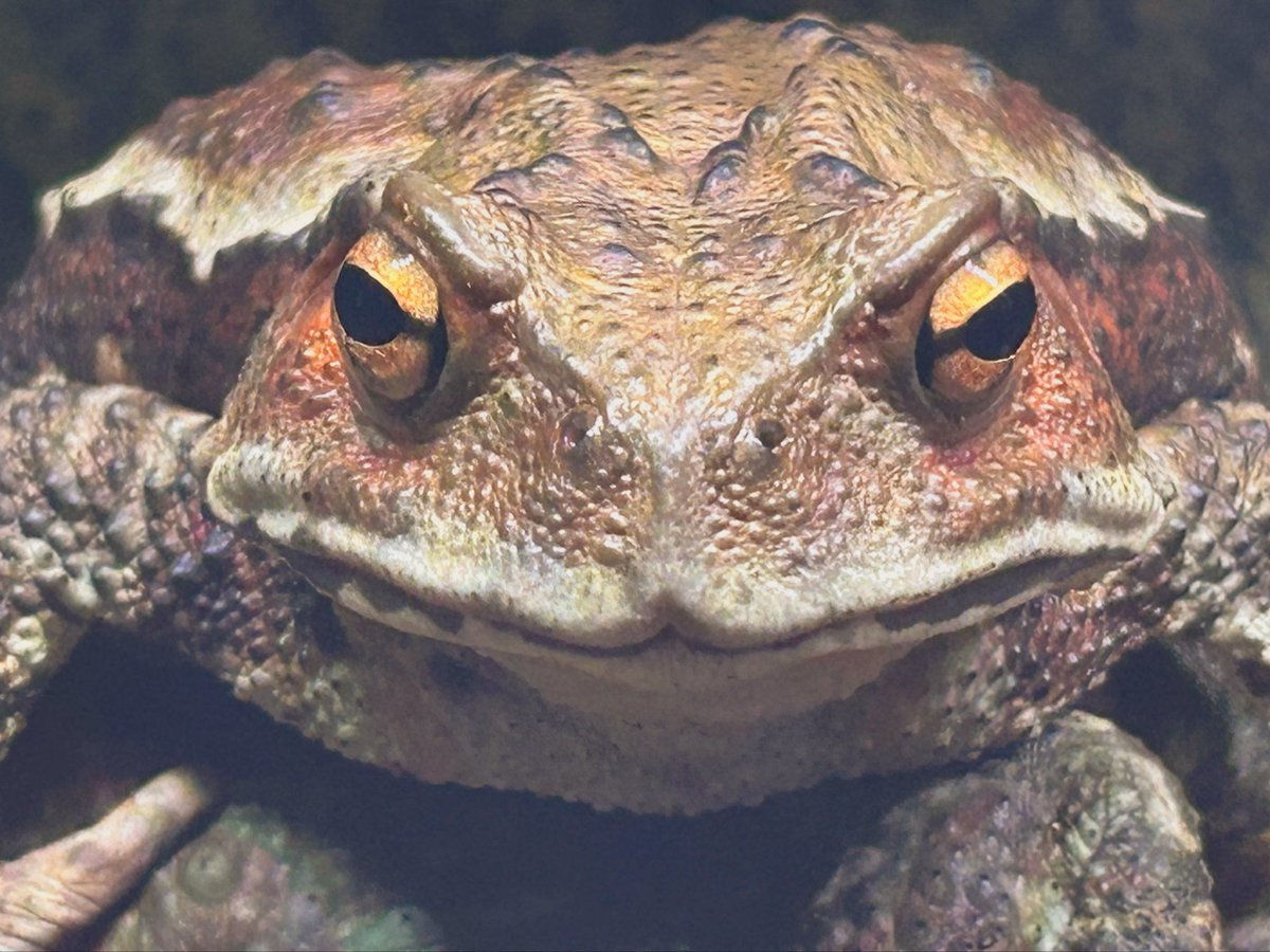 Hikiガラナ tweet media