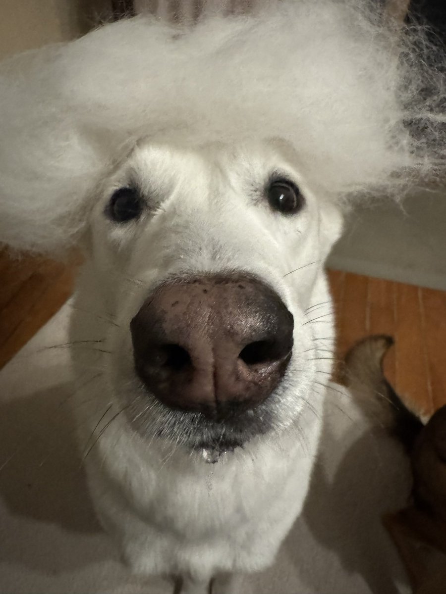 지니아갓쉬 진예애깃쉬 tweet media