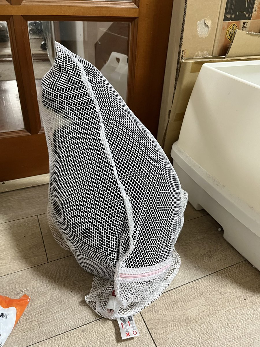 Cat for Light tweet media