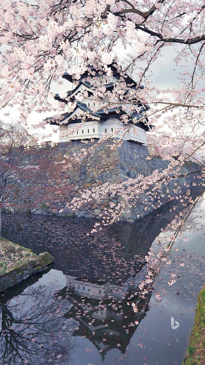 meejd777's tweet image. Hirosaki #Park Castle .
