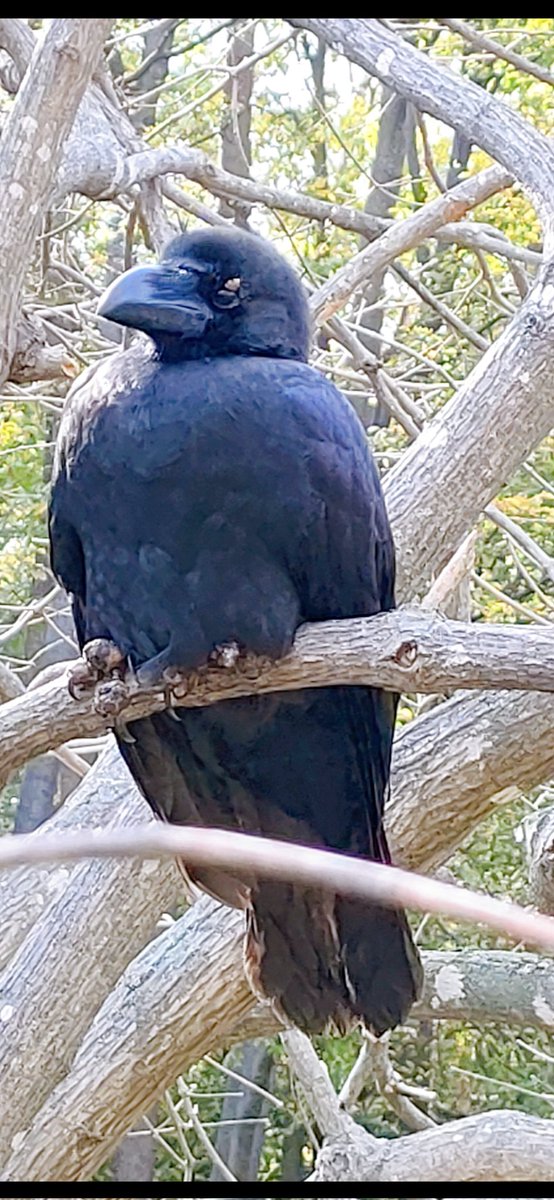 ๐ธ๐๐๐๐๐๐ tweet media