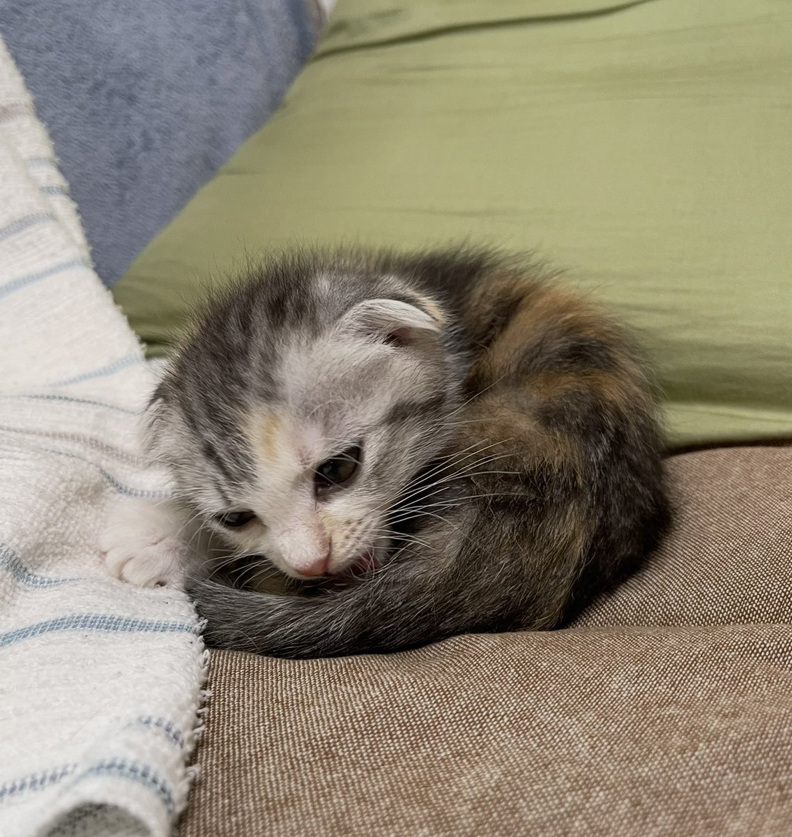 猫部長 tweet media