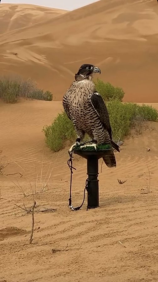 ناجي بن ضويحي tweet media