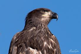 Lord of The Tree Frogs tweet media