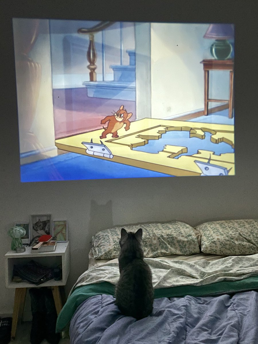 yilisus's tweet photo. mi gata viendo tom y jerry antes de dormir https://t.co/iv37RFaaVu