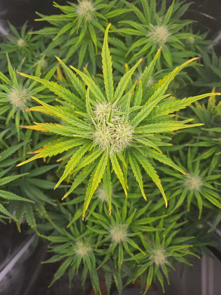 Why Can’t Weed Be Friendz tweet media